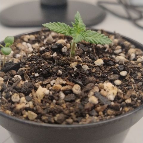 White Widow growlog timeline photo