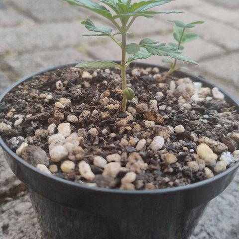 White Widow growlog timeline photo