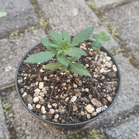 White Widow growlog timeline photo