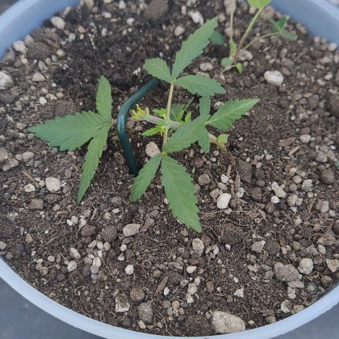 White Widow growlog photo: Lst e poda