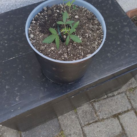 White Widow growlog photo: Transplante