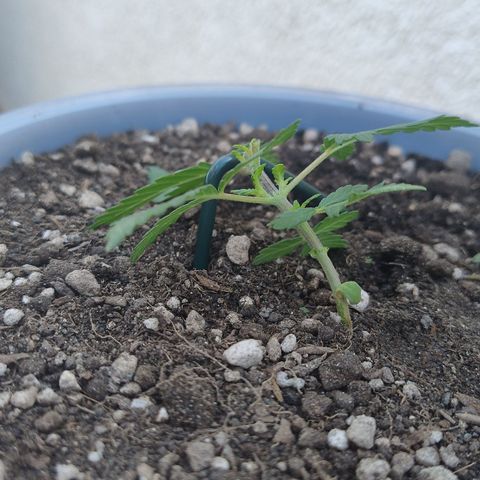 White Widow growlog photo: Transplante