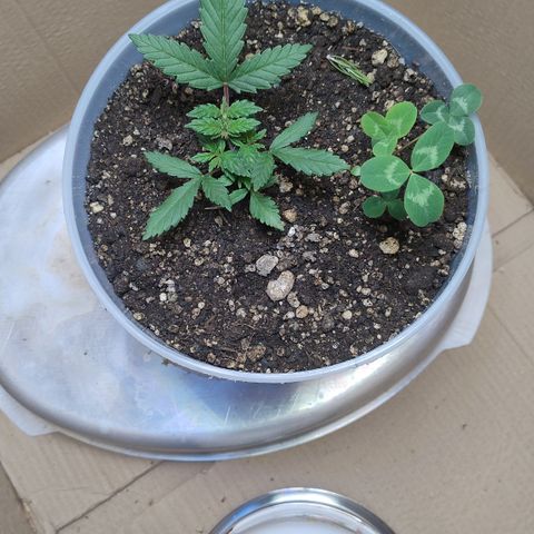 White Widow growlog timeline photo