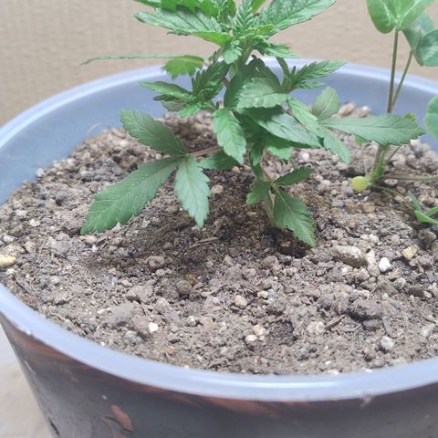 White Widow growlog timeline photo