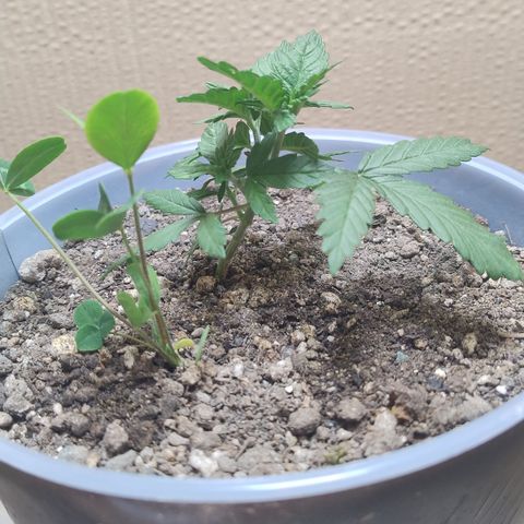White Widow growlog timeline photo