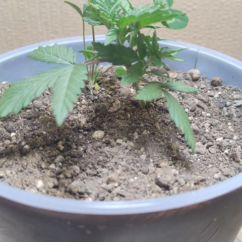 White Widow growlog timeline photo