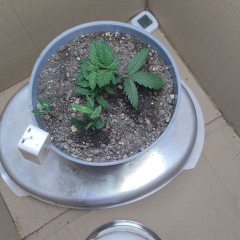 White Widow growlog timeline photo