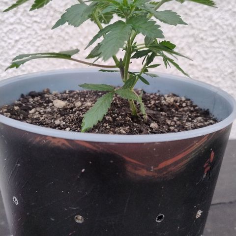 White Widow growlog timeline photo