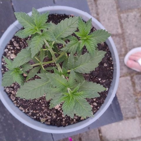 White Widow growlog timeline photo