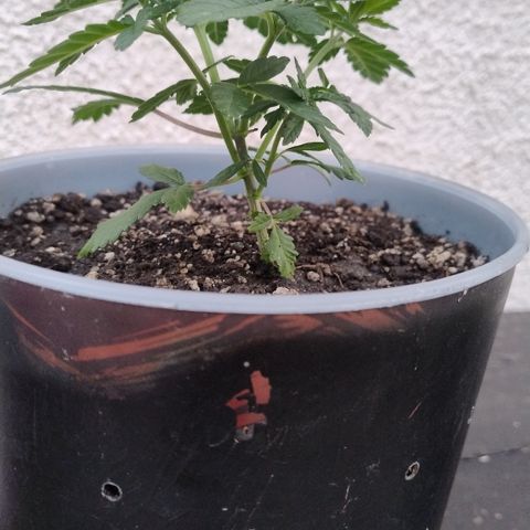White Widow growlog timeline photo