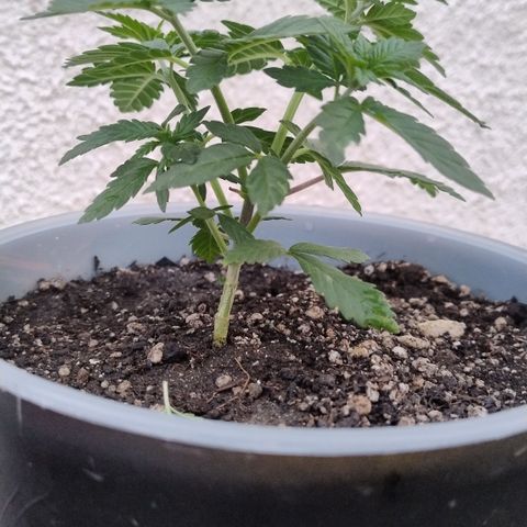 White Widow growlog timeline photo