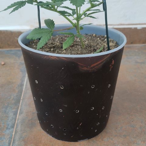 White Widow growlog timeline photo