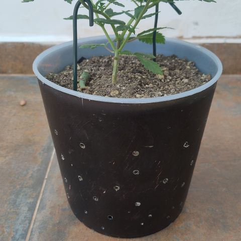 White Widow growlog timeline photo