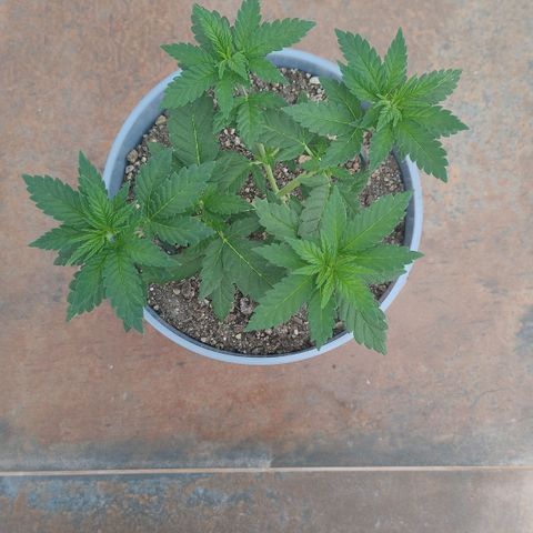 White Widow growlog timeline photo