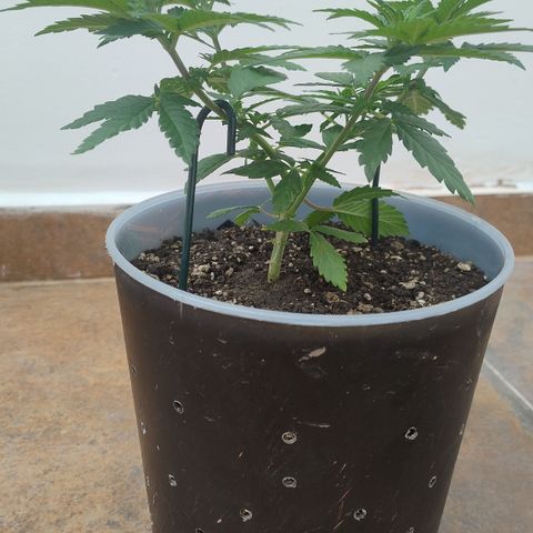 White Widow growlog timeline photo