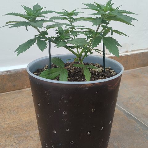 White Widow growlog timeline photo