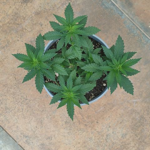 White Widow growlog timeline photo