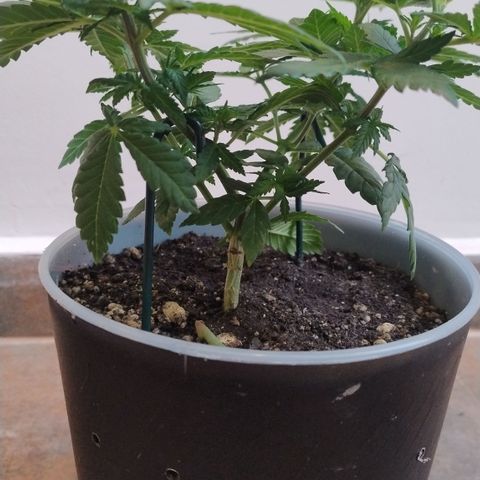 White Widow growlog timeline photo