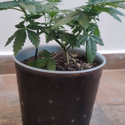White Widow growlog timeline photo