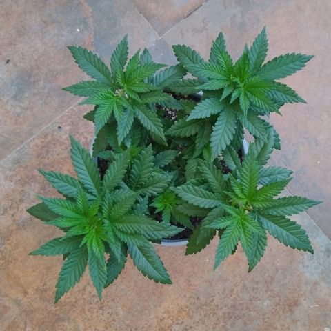 White Widow growlog timeline photo