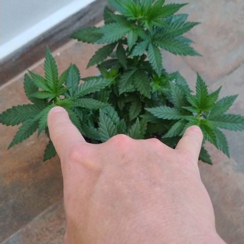 White Widow growlog timeline photo