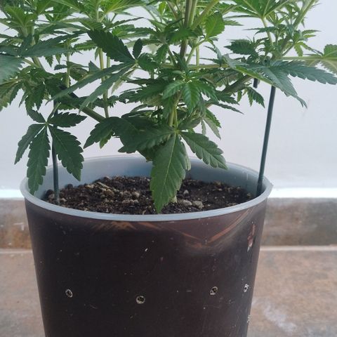 White Widow growlog timeline photo