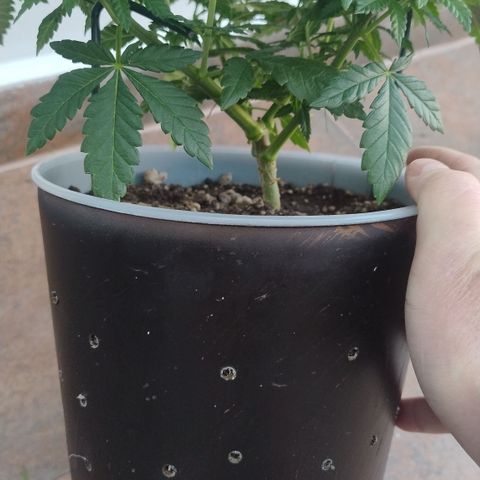 White Widow growlog timeline photo