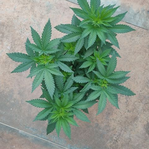 White Widow growlog timeline photo