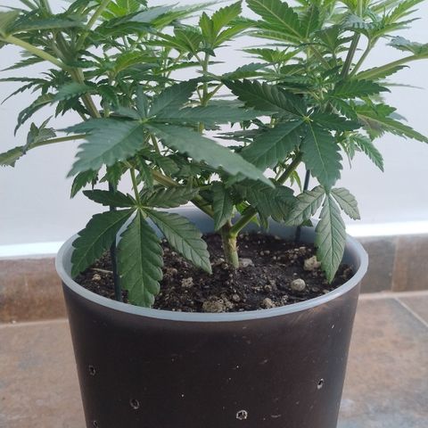 White Widow growlog timeline photo