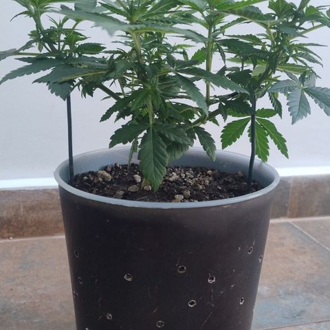 White Widow growlog timeline photo