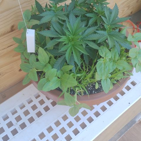 White Widow growlog timeline photo