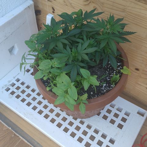 White Widow growlog timeline photo