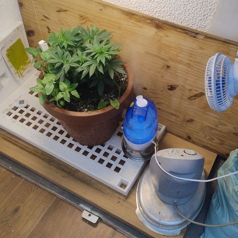 White Widow growlog photo: Ambiente