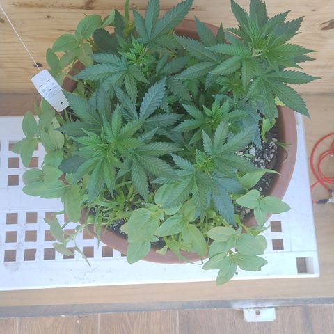 White Widow growlog timeline photo
