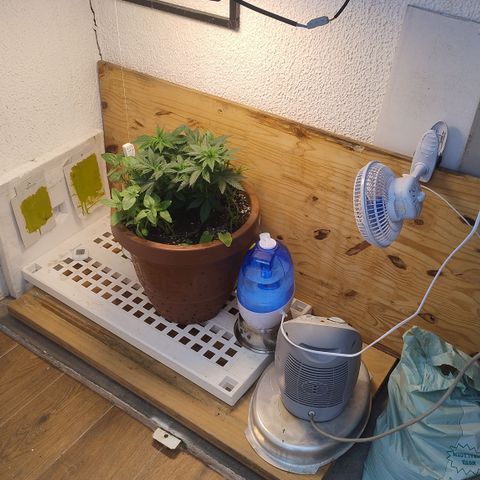White Widow growlog timeline photo