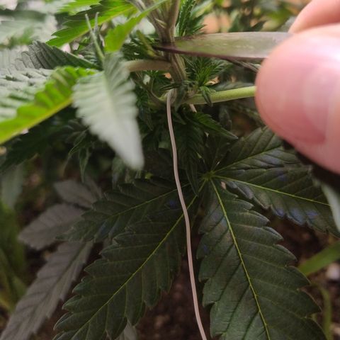 White Widow growlog timeline photo