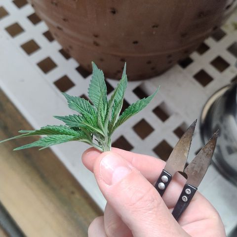 White Widow growlog timeline photo