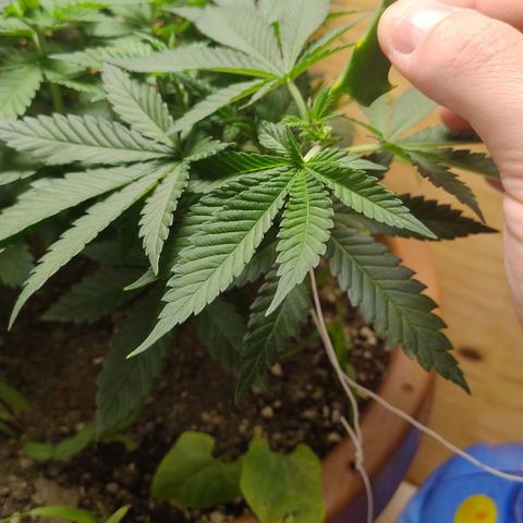 White Widow growlog timeline photo