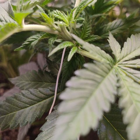 White Widow growlog timeline photo