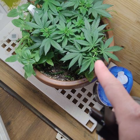 White Widow growlog timeline photo