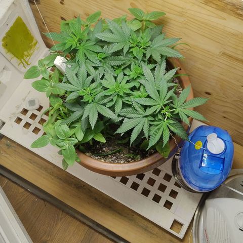 White Widow growlog timeline photo