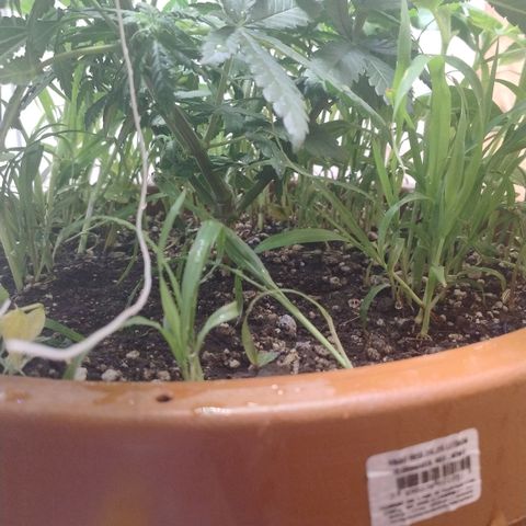 White Widow growlog timeline photo