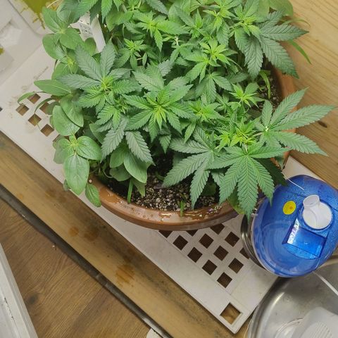 White Widow growlog timeline photo