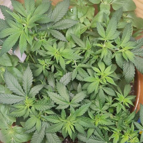 White Widow growlog timeline photo