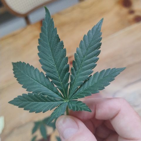 White Widow growlog photo: Folhas bonitas