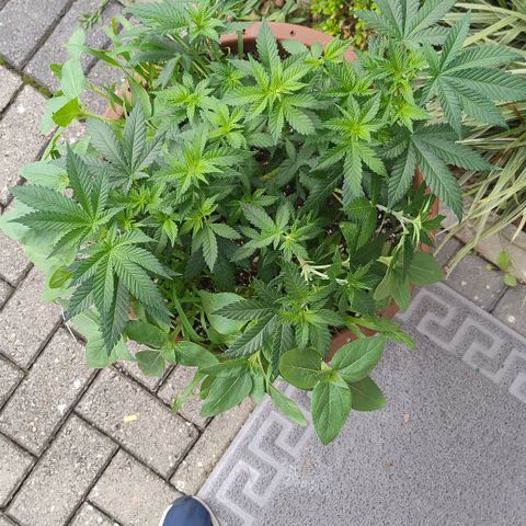 White Widow growlog photo: Lst e podas