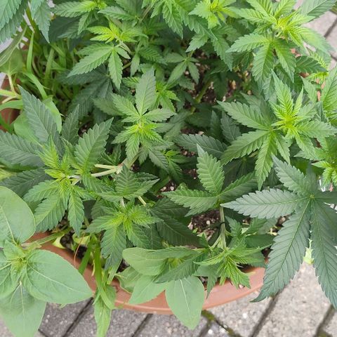White Widow growlog photo: Lst e podas