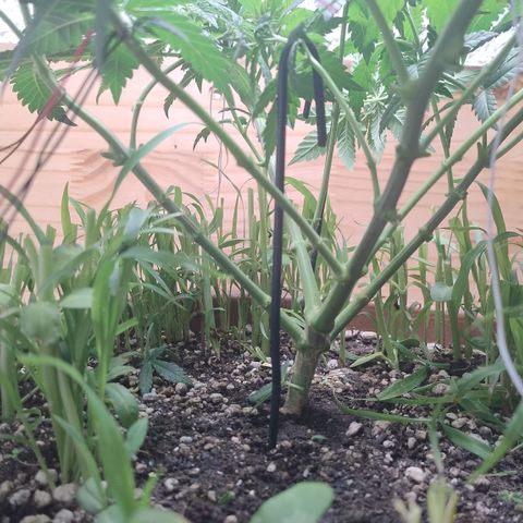 White Widow growlog photo: Pós poda