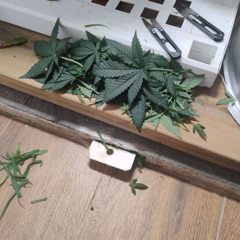White Widow growlog photo: Folhas e ramos