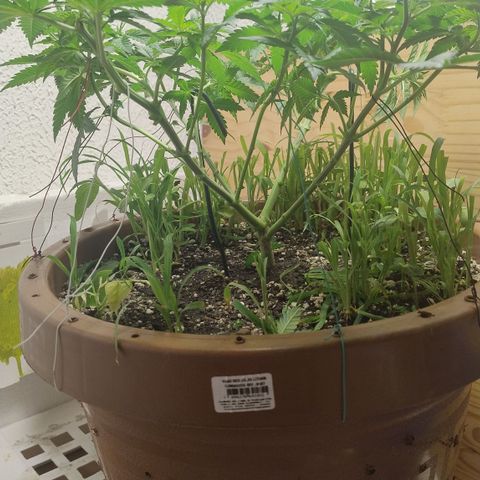 White Widow growlog photo: Pós poda